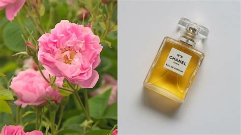 chanel no 5 parfum reformulation|Chanel no 5 ingredients.